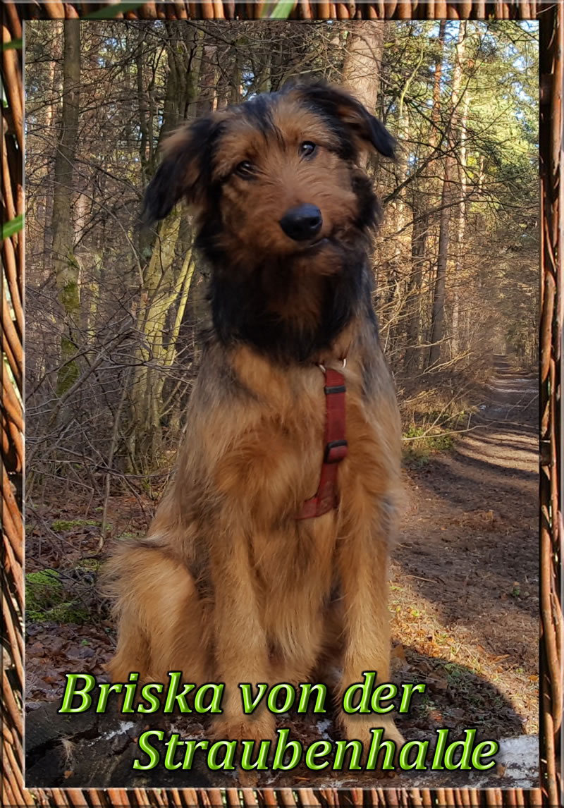 Wäller von der Straubenhalde